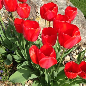 Fundraising Page: Lesley Nedervelt